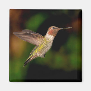 El colibrí de Anna en el imán de vuelo