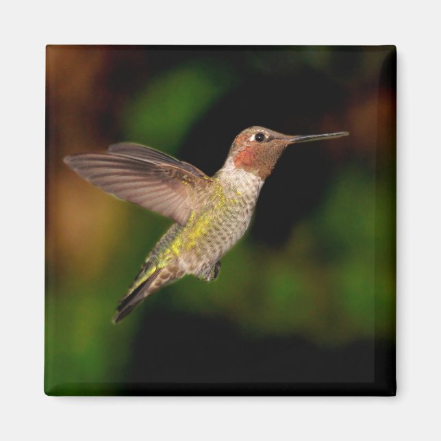El colibrí de Anna en el imán de vuelo (Frente)
