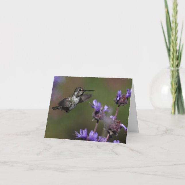 El colibrí de la costa - Joe Sweeney - tarjeta (Anverso)