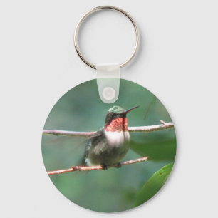 El colibrí Rubí-throated agita llavero