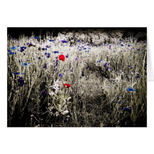 El color aislado florece la tarjeta