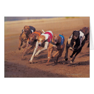 El competir con de galgos en pista
