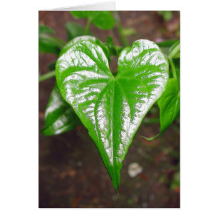 el corazón de cosas…