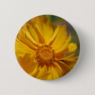 El Coreopsis bonito florece el botón