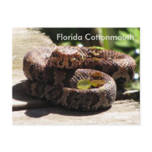 El Cottonmouth de Florida: la postal de aprendizaj