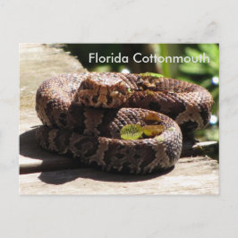 El Cottonmouth de Florida: la postal de aprendizaj
