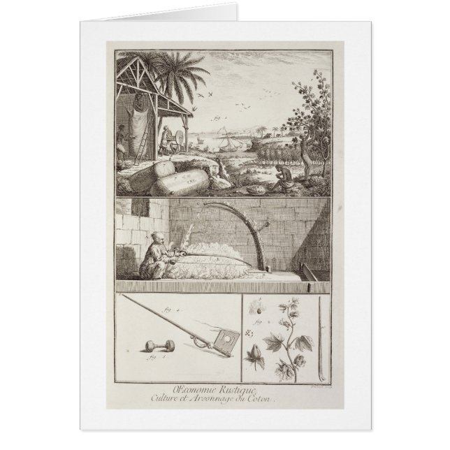 El cultivo del algodón, del 'Encyclopedia (Frente)