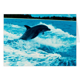 El delfín de Bottlenose (truncatus) del Tursiops,