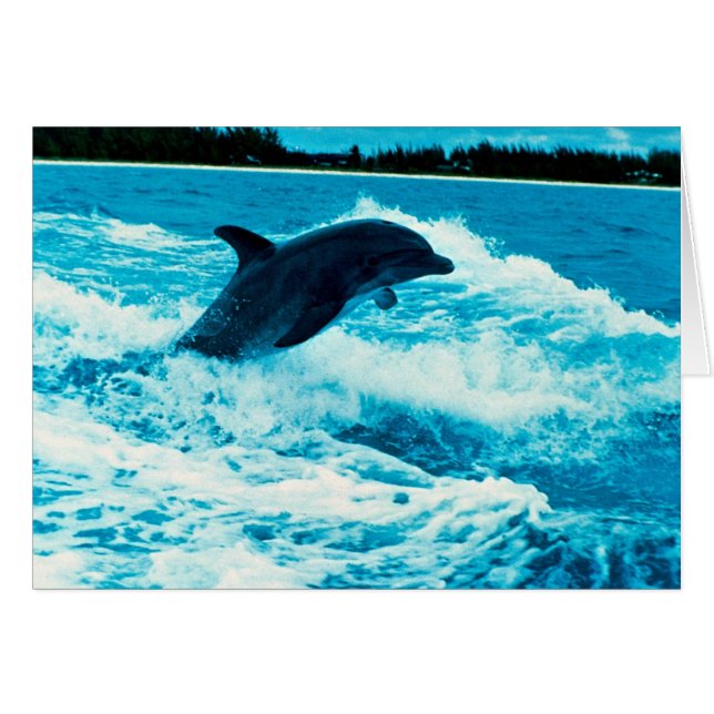 El delfín de Bottlenose (truncatus) del Tursiops, (Anverso (Horizontal))