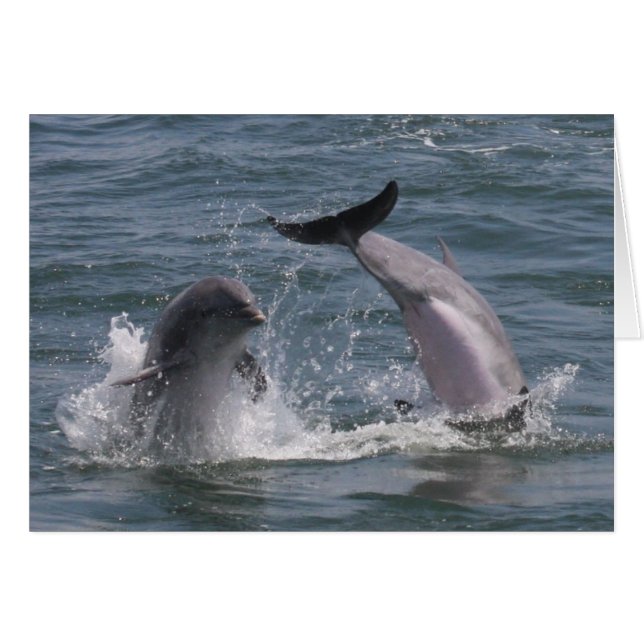 ¡El delfín salta! (Anverso (Horizontal))