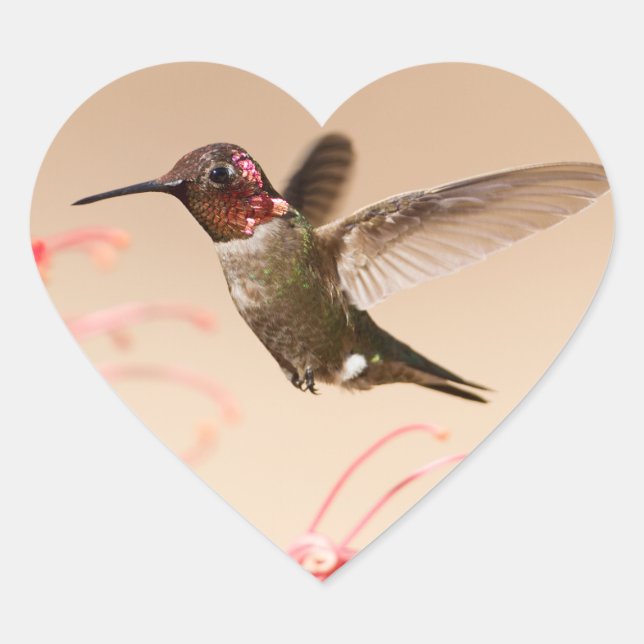 El día de San Valentín Hummingbird Pegatinas del c (Anverso)