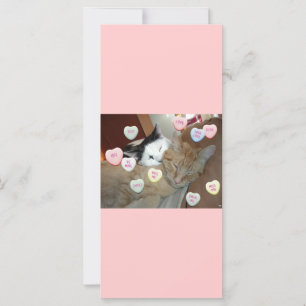 El día de San Valentín Kittens