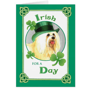 El día Havanese de St Patrick