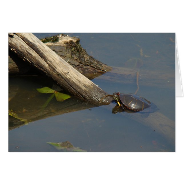 El día libre de la tortuga (Anverso (Horizontal))