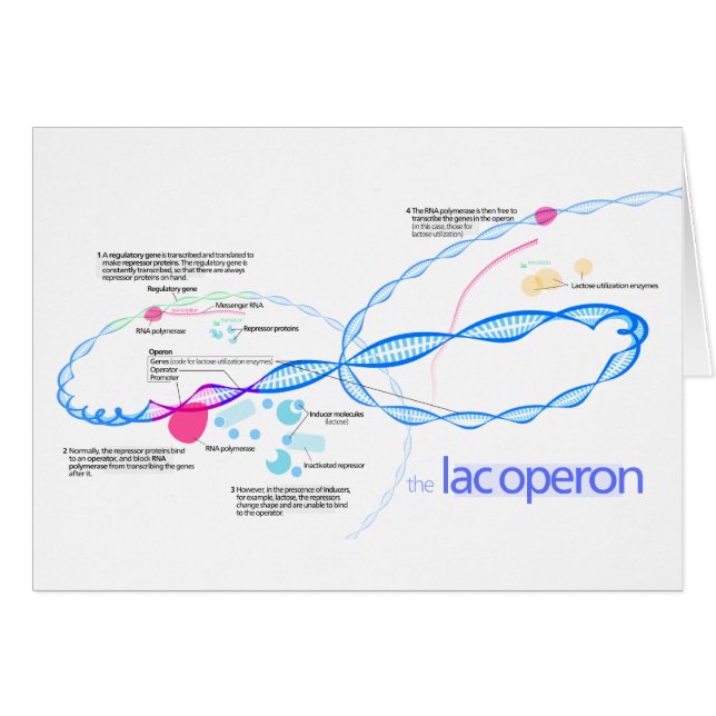 El diagrama de Operon de la laca (Anverso (Horizontal))