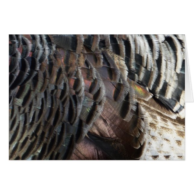 El diseño de la naturaleza abstracta de las plumas (Anverso (Horizontal))