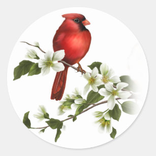 El Dogwood cardinal masculino florece pegatina de