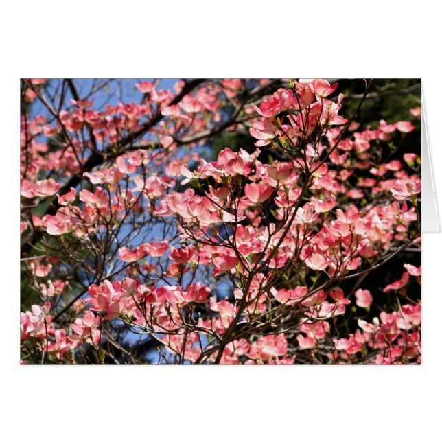 El Dogwood rosado florece tarjeta de la fotografía (Anverso (Horizontal))