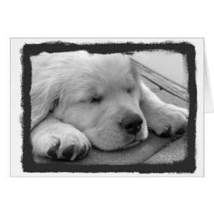 El dormir de oro del perrito