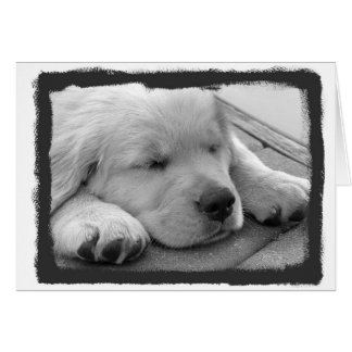 El dormir de oro del perrito