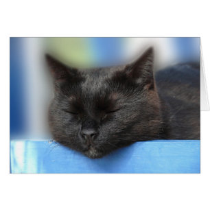 El dormir del gato negro