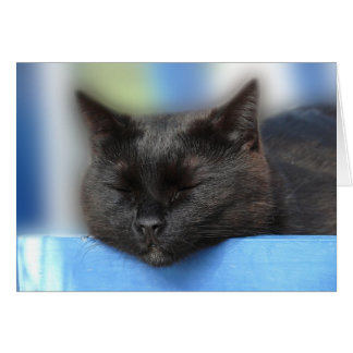 El dormir del gato negro