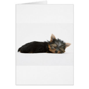 El dormir del perrito de Yorkie