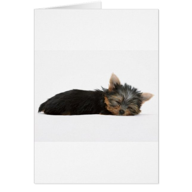 El dormir del perrito de Yorkie (Frente)