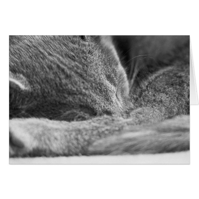 El dormir gris del gato (Anverso (Horizontal))