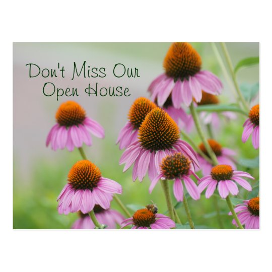 El Echinacea florece la postal para cualquier
