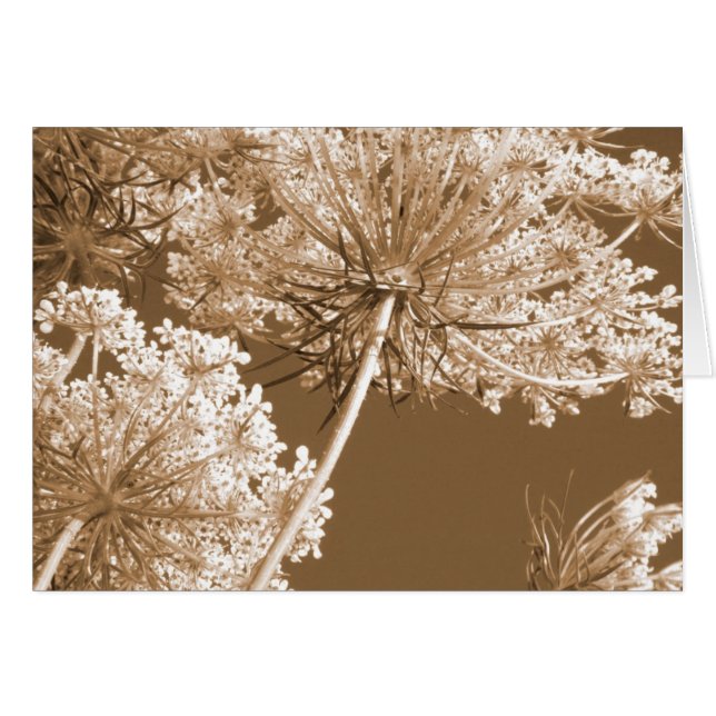 El encaje de la Reina Ann (Anverso (Horizontal))