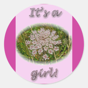 El encaje de la reina rosa Anne es un Pegatina Rec