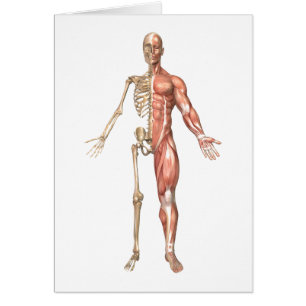 El esqueleto humano y el sistema muscular,