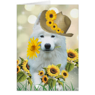 El esquimal americano Daisy Dog