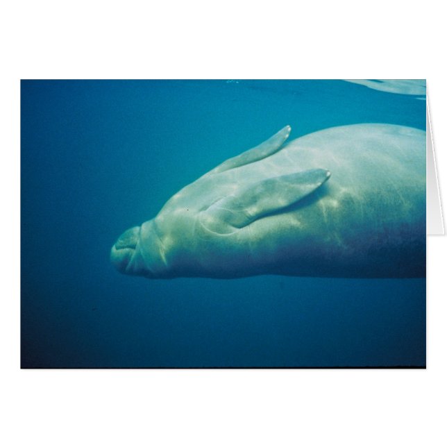 El estirar del Manatee (Anverso (Horizontal))