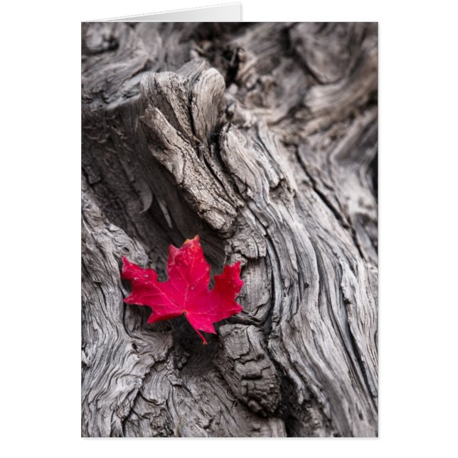 El extremo del viaje (Frente)