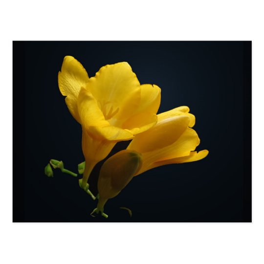 El Freesia amarillo florece postal