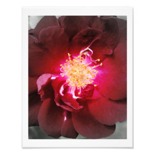 El fuego interno - fotografía del rosa rojo