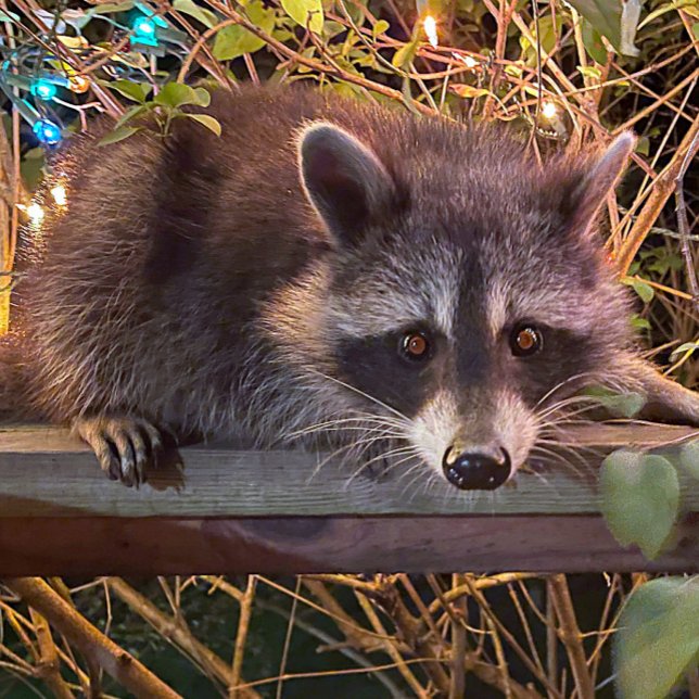 El futuro es una camiseta femenina de color negro (Subido por el creador)