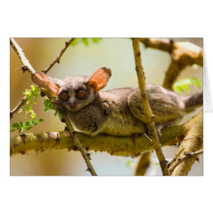 El gálago senegalés (Galago Senegalensis)