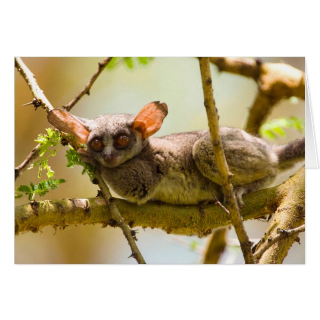 El gálago senegalés (Galago Senegalensis) (Anverso (Horizontal))