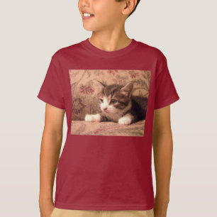 El gatito cardinal embroma la camisa