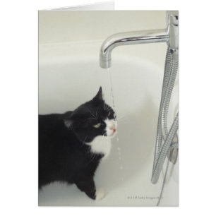 El Gato Bebía Agua Derramada De Un Tap