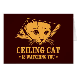 El gato del techo le está mirando