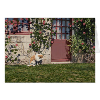 El gato en la cabaña Rosa