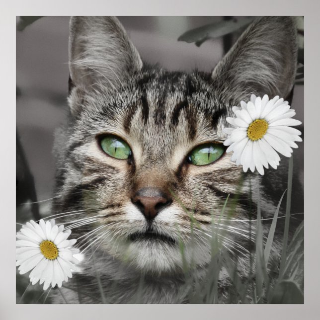 El gato entre la impresión del Poster de Daisies (Frente)