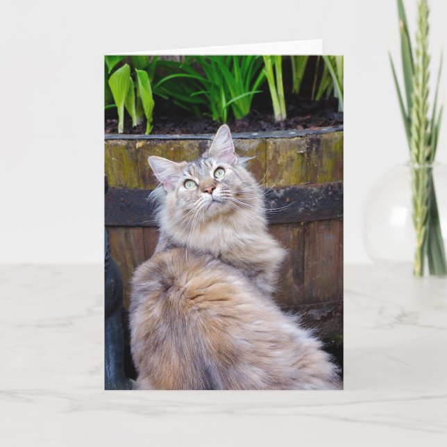 El gato, esconde cualquier ocasión, tarjeta de (Anverso)