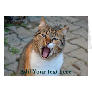 El gato hablando