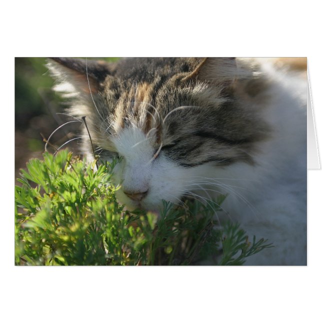 El gato huele una planta (Anverso (Horizontal))