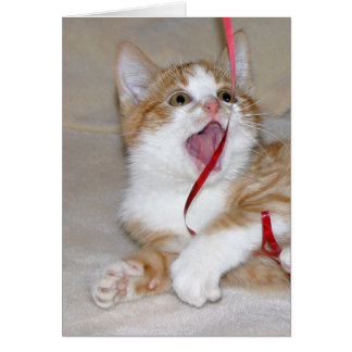 El gato juega con la cinta
